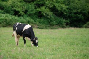 “Тиха” охота та фінансові збитки: скільки коштує фермі пропущений день запліднення?