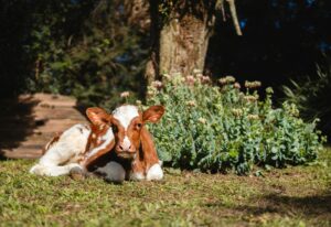 Як правильно нагодувати теля вагою 45 кг: норми ЗЦМ, вплив погоди та формули приросту