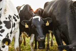 Повний посібник з вирощування ремонтних телиць: від молозива до першого отелення