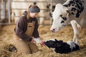Догляд за телятами взимку