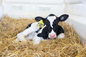 Комфорт телят та телиць в холодну пору