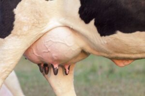 8 стратегій профілактики маститу в період сухостою