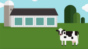 7 найпоширеніших порід молочних корів у США