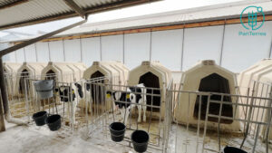 Ферма Терезине: понад століття історії, сучасні технології та бачення майбутнього