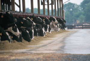 Найпоширеніші хвороби корів: мастит, лейкоз, фасціольоз і мокрець