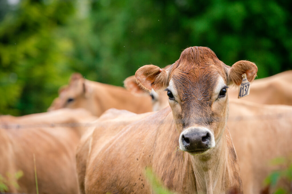 Herd of Jersey cows