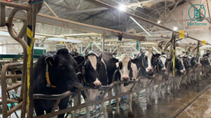 Молочна ферма з подвійним контролем якості: реальні процеси зсередини