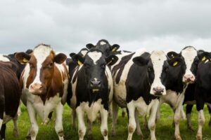 Часті запитання про сексовану сперму