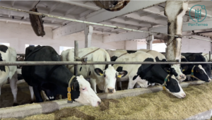 Молочна ферма з подвійним контролем якості: реальні процеси зсередини