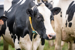 ІНБРИДИНГ – ТА ГЕНЕТИЧНИЙ ПРОГРЕС