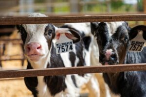 Як правильно виростити телицю на корову: головні помилки та поради ветеринара