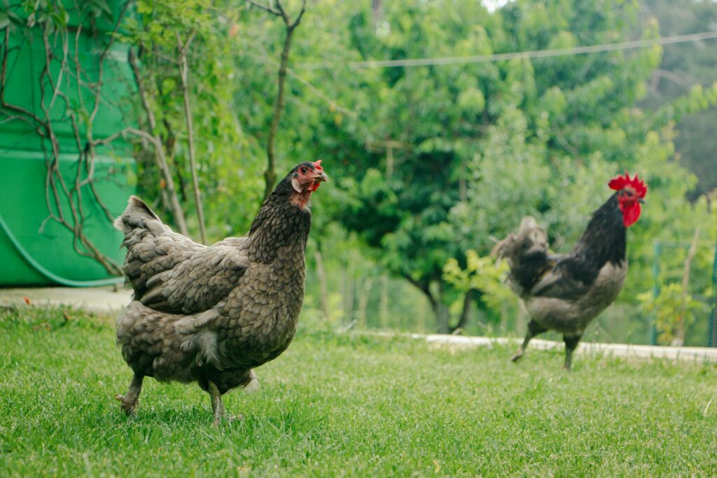 chickens in a garden