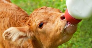 Метаболічне програмування: як «прошити» теля на +1000 кг молока за першу лактацію