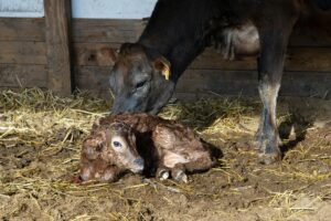 Як правильно підготувати корову до отелення: поради ветеринара