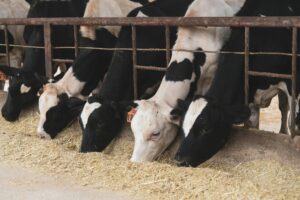 Власні корми для молочних корів: чи реально забезпечити раціон на фермі