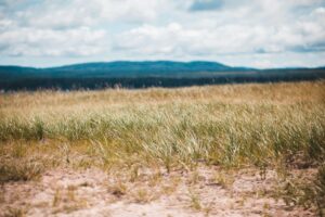 Здорові лугові ґрунти: як оцінити структуру та врятувати пасовище від ущільнення