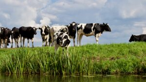 Heat stress in cows