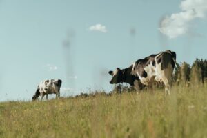 Як уникнути ущільнення ґрунту під час випасу худоби