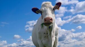 Годівля молочних корів побічними продуктами: можливості, ризики та результати дослідження SRUC