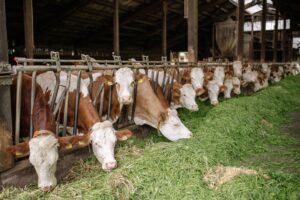 Власні корми для молочних корів: чи можна повністю відмовитися від покупних?